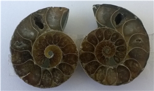 Ammonite Fossils